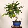 �ߺϡ�ɱ�ŷ��Ӹ�ʤ�󤴡���󥴡�*���ʡ�����ʪ Malus domestica��ringo bonsai�����ߺ�