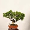 �ߺϡ����������� *����  ����ʪ ����Ѥ�������ѥ� Sabina chinesis��Shinpaku bonsai �����ߺ�
