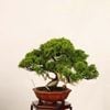 �ߺϡ����������� *����  ����ʪ ����Ѥ�������ѥ� Sabina chinesis��Shinpaku bonsai �����ߺ�