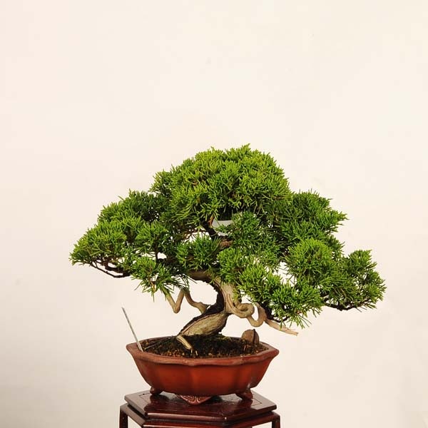 盆栽：特選糸魚川真柏 *現品 一点物 しんぱく シンパク Sabina
