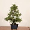 �ߺϡ��뻳ܥ(�������󤷤礦)����*����ʪ ���󥷥祦��Isozansyo��Osreomeles anthyllidifolia var. subrotunda �����ߺ�