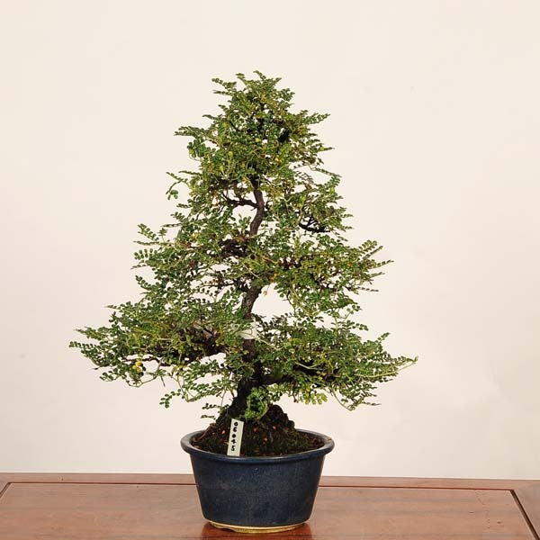 盆栽：磯山椒(いそざんしょう)現品*一点物 サンショウ Isozansyo