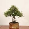 �ߺϡ��뻳ܥ(�������󤷤礦)���� ����ʪ*���󥷥祦��Isozansyo��Osreomeles anthyllidifolia var. subrotunda�����ߺ�