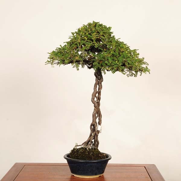 盆栽：磯山椒(いそざんしょう)現品 一点物*サンショウ Isozansyo