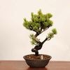 �ߺϡ����վ�*���� ����ʪ ���褦�ޤġ����襦�ޥġ�Goyoumatsu bonsai �����ߺ�