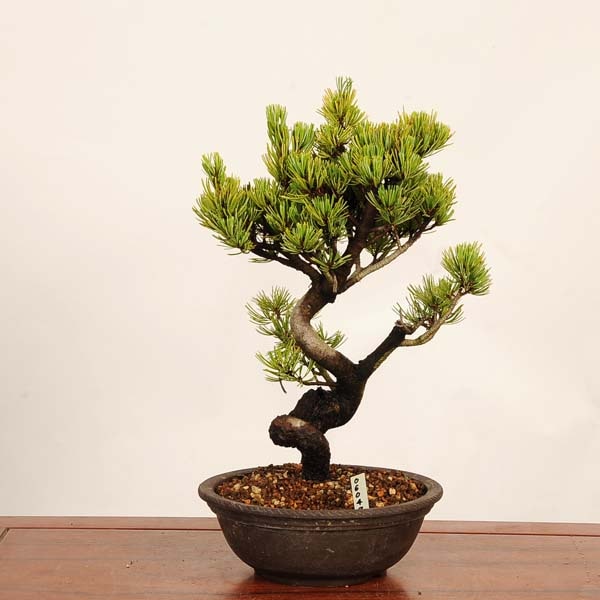盆栽：五葉松*現品 一点物 ごようまつ ゴヨウマツ Goyoumatsu bonsai