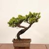 �ߺϡ����վ�*���� ����ʪ ���褦�ޤġ����襦�ޥġ�Goyoumatsu bonsai �����ߺ�