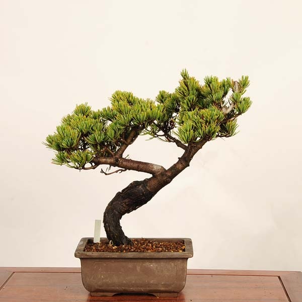 【現品】五葉松　ゴヨウマツ　ごようまつ　12号　7C番 盆栽：五葉松*現品 一点物 ごようまつ ゴヨウマツ Goyoumatsu bonsai