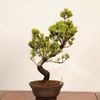 �ߺϡ����վ�*���� ����ʪ ���褦�ޤġ����襦�ޥġ�Goyoumatsu bonsai �����ߺ�