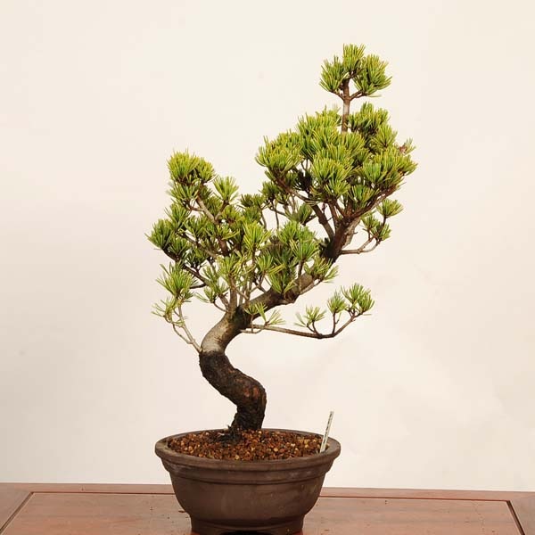 盆栽：五葉松*現品 一点物 ごようまつ ゴヨウマツ Goyoumatsu bonsai