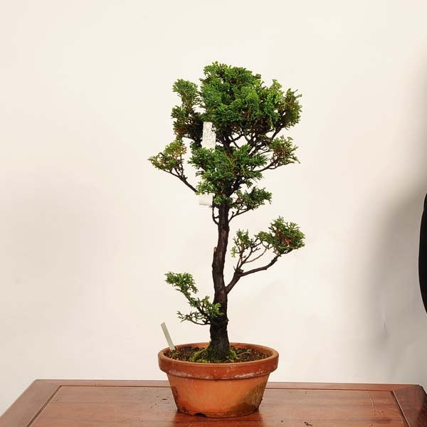 盆栽：津山桧（ひのき） 現品*一点物 ヒノキ hinoki bonsai 中品盆栽