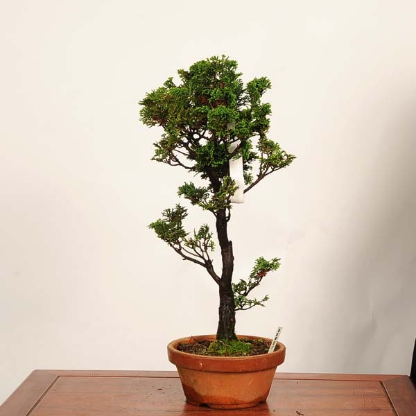 盆栽：津山桧（ひのき） 現品*一点物 ヒノキ hinoki bonsai 中品盆栽
