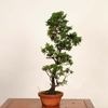 �ߺϡ��Ż�ɰ�ʤҤΤ��ˡ�����*����ʪ���ҥΥ���hinoki  bonsai �����ߺ�