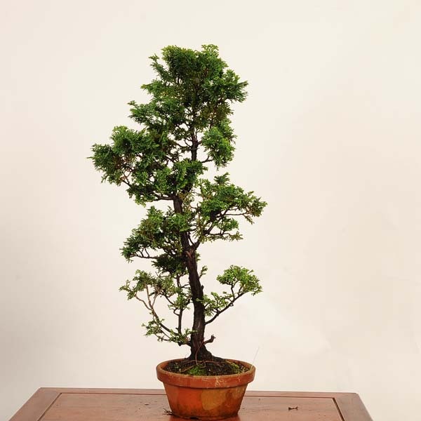 盆栽：津山桧（ひのき） 現品*一点物 ヒノキ hinoki bonsai 中品盆栽