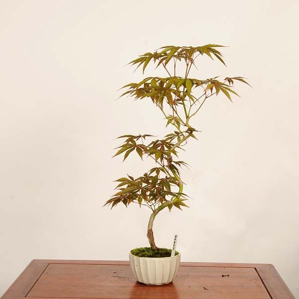 盆栽 ：紅葉(京の舞) 現品*もみじ モミジ Momiji bonsai 中品盆栽