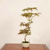 �ߺ� ������(������)������*��ߤ�����ߥ���Momiji bonsai �����ߺ�