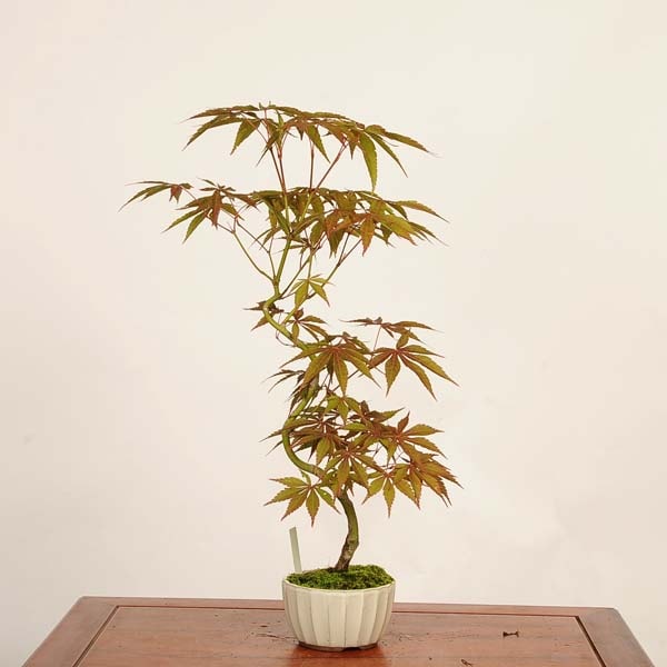 盆栽 ：紅葉(京の舞) 現品*もみじ モミジ Momiji bonsai 中品盆栽