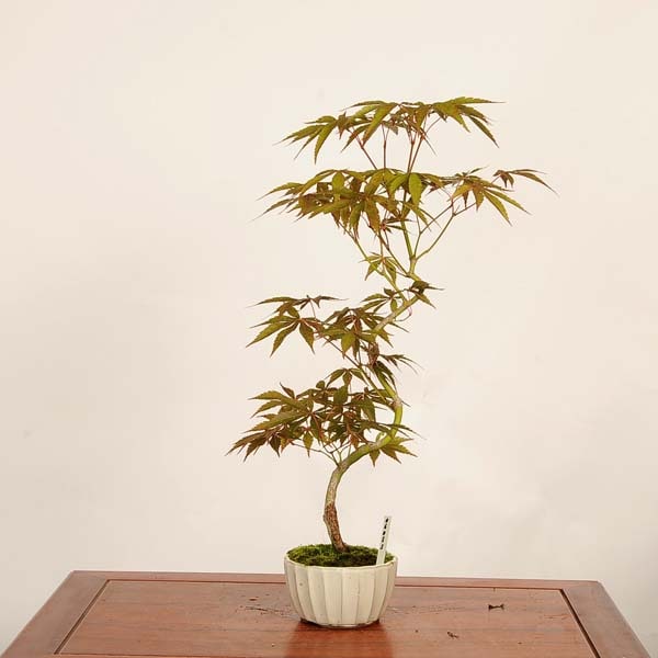 盆栽 ：紅葉(京の舞) 現品*もみじ モミジ Momiji bonsai 中品盆栽