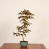 �ߺ� ������(������)������*��ߤ�����ߥ���Momiji bonsai �����ߺ�