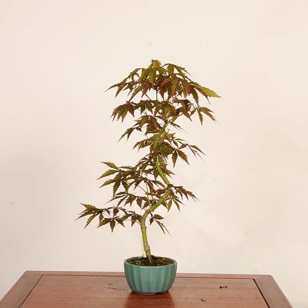 三河盆栽　京の舞　モミジ　盆栽　香峰　鉢 盆栽 ：紅葉(京の舞) 現品*もみじ モミジ Momiji bonsai 中品盆栽