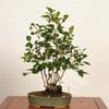 �ߺϡ�Ϸ��� ����*����ʪ �������  ���������Diospyros rhombifolia��rouyagaki bonsai �����ߺ�