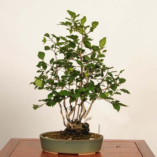盆栽：老爺柿 現品*一点物 ろうや柿 ロウヤ柿 Diospyros rhombifolia