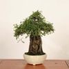 �ߺϡ��뻳ܥ����(�������󤷤礦)����*����ʪ ���󥷥祦��Isozansyo��Osreomeles anthyllidifolia var. subrotunda�����ߺ�