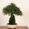 �ߺϡ��뻳ܥ����(�������󤷤礦)����*����ʪ ���󥷥祦��Isozansyo��Osreomeles anthyllidifolia var. subrotunda�����ߺ�