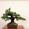  ���� �ߺϡ�������վ�*���� ����ʪ ���褦�ޤġ����襦�ޥġ�Goyoumatsu bonsai �����ߺ�