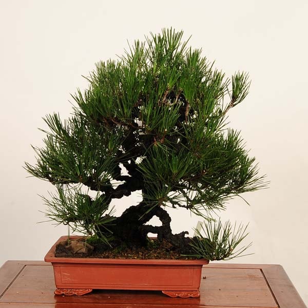 �ߺ� ���������Ϲ���* ���� ����ʪ �����ޤġ������ޥġ�Kuromatsu bonsai �����ߺ�