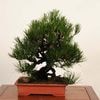 �ߺ� ���������Ϲ���* ���� ����ʪ �����ޤġ������ޥġ�Kuromatsu bonsai �����ߺ�
