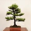 �ߺ� ���������Ϲ���* ���� ����ʪ �����ޤġ������ޥġ�Kuromatsu bonsai �����ߺ�