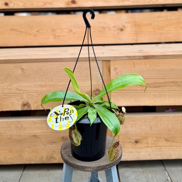 �����ʼ� ���տ�ʪ ���ʪ�����ĥܥ����� �ͥڥ�ƥ� �ա����꡼*5�� �ߤ�ȭ �ա����ꥢ��
