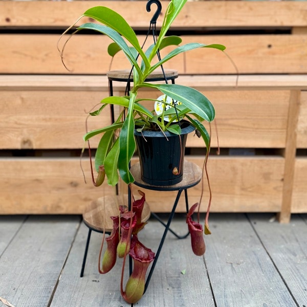 観葉植物 食虫植物：ウツボカズラ ネペンテス ブリッジアナ 2年もの*5