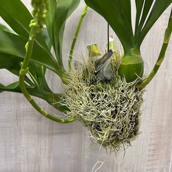 観葉植物 蘭：グラマトフィラム 大*吊り 現品2番 | すべての商品