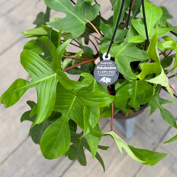 観葉植物：フィロデンドロン フロリダ*7号吊り | すべての商品 | 遊恵