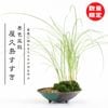 �ߺϡ��ʿ��ߺ� �����礹����*�ݤȺ��դ��ʥ����ή���ݹ񻺻���ȭ�˵������ ���� bonsai