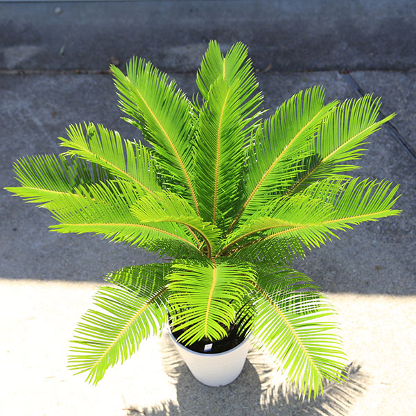 庭木・植木 ソテツ：蘇鉄 6号 Lサイズ*そてつ 全高70cm | すべての