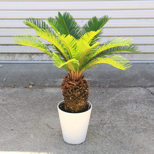 庭木・植木 ソテツ：蘇鉄 6号 Lサイズ*そてつ 全高70cm | すべての