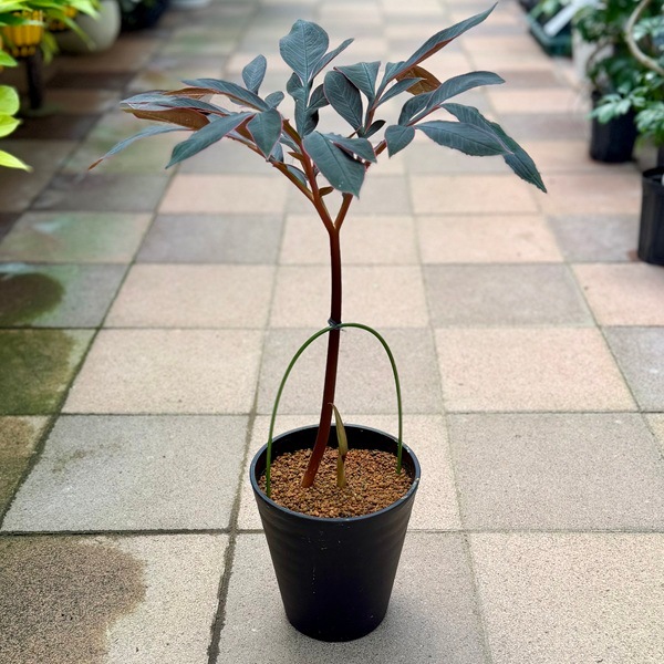 観葉植物：アモルフォファルス*6号 セラアート鉢 | すべての商品