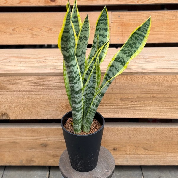 観葉植物 鉢色選べます：サンスベリア 鉢植え*セラアート サンセベリア