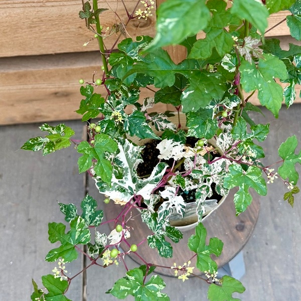 観葉植物 苗：五色野ぶどう 4号*斑入り野ぶどう フイリノブドウ ふいり