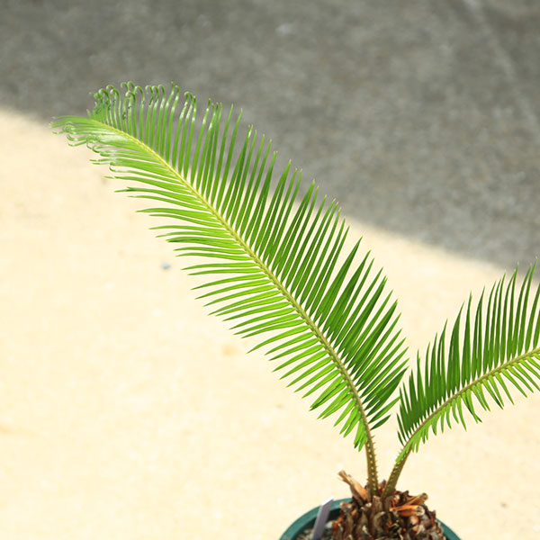 庭木・植木 ソテツ：蘇鉄 5-6号 Sサイズ*そてつ 全高45cm | すべての
