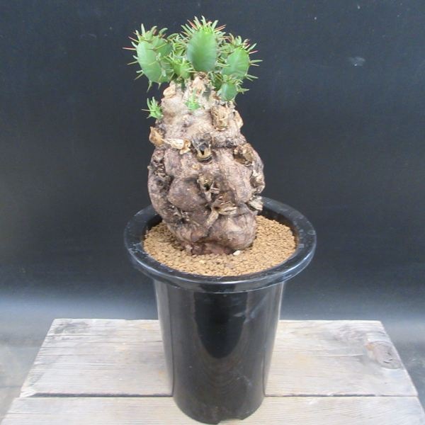 ☆特価☆コーデックス：ユーフォルビア ムランジーナ*幅9cm 現品