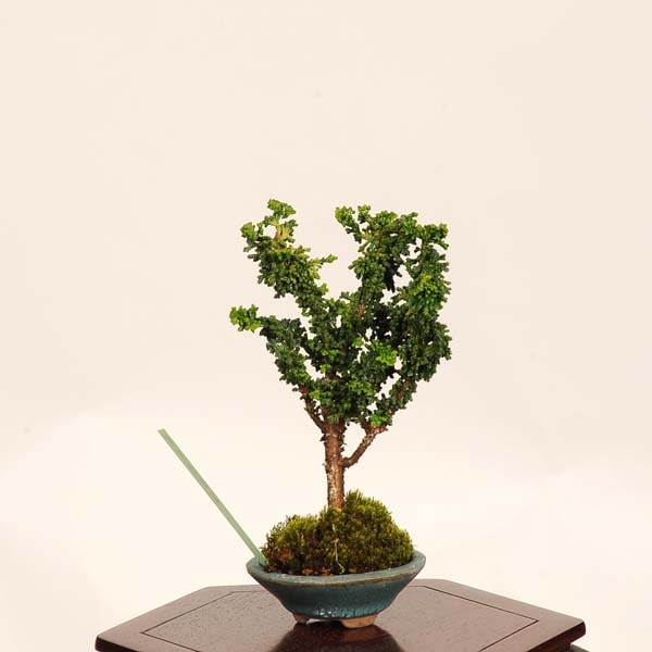 盆栽：初雪石化桧(ひのき)*現品 一点物 ヒノキ Hinoki bonsai ミニ盆栽