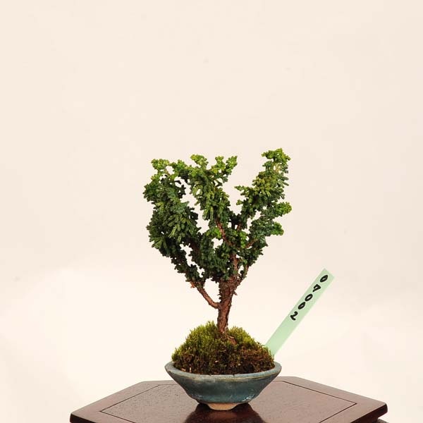 盆栽：初雪石化桧(ひのき)*現品 一点物 ヒノキ Hinoki bonsai ミニ盆栽