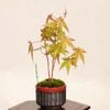 �ߺϡ�������*���� ����ʪ ����ߤ�����ߥ���Momiji bonsai �ߥ��ߺ�