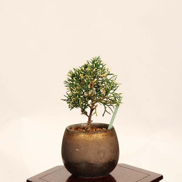 盆栽：斑入り真柏 *現品 一点物 しんぱく シンパク Sabina chinesis