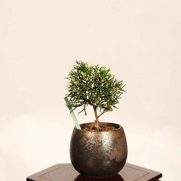 盆栽：斑入り真柏 *現品 一点物 しんぱく シンパク Sabina chinesis