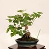 �ߺ� ��������������*����ʪ�������ǡ������ǡ�Kaede bonsai   Acer �����ߺ�
